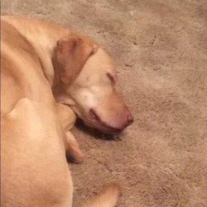 Meet your Posher, Samantha